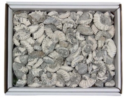 Box of Ammonite pieces