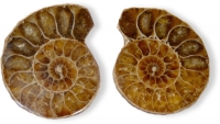 Ammoniten-Paare 10-25 mm, Gre 1