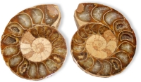 Ammoniten-Paare 10-25 mm, Gre 1