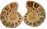 Ammoniten-Paare 40-60 mm, Gre 3