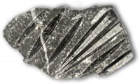 Orthoceraten-Platte 20 cm