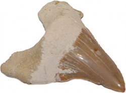 fossile Haifischzhne ca. 3-4 cm