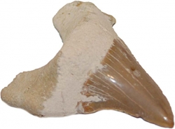 Versteinerte Haifischzhne 3-4 cm