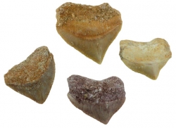 fossile Haifischzhne vom Corax ca. 1-3 cm