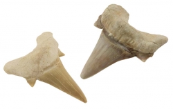Shark Teeth approx. 2-3 cm