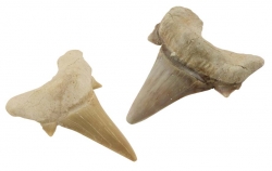 Versteinerte Haifischzhne 2-3 cm
