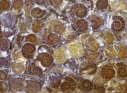 Ammonitenpaare mit se, Madagaskar