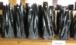 Orthoceraten-Turm 20-25 cm