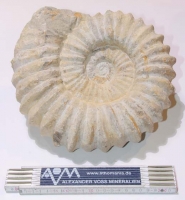 Ammonites 20-26 cm, Maroc