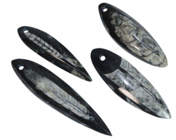 Lochstein Orthocerat