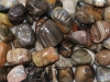 Bois fossilis pierres roules B-Qualit