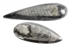Orthoceraten Gre 4 (16-19 cm)