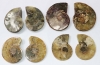 Ammoniten-Paare 40-60 mm, Gre 3 B-Qualitt