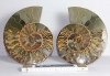 Ammonitenpaar Ammo43