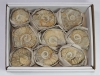 Kiste Ammoniten Marokko