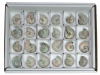 Kiste Perlmutt-Ammoniten Madagaskar