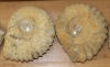 Ammonite approx. 22-25 cm, B-quality