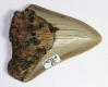 Megalodon Zahn USA No. 85