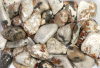 Granat mit Epidot & Wollastonit Trommelsteine B-Qualitt
