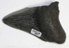 Megalodon Zahn Nr. 94