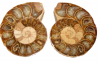 Ammonite pairs size 0