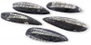 Orthoceraten 6-10 cm (LOT75)
