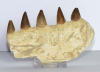 Mosasaurus 5 Zhne im Kiefer
