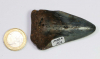 Megalodon Zahn Nr. 102