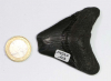 Megalodon Zahn Nr. 103