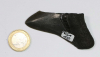 Megalodon Zahn Nr. 104
