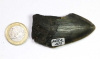 Megalodon Zahn Nr. 105