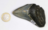 Megalodon Zahn Nr. 107