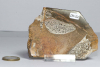Dinosaur Bone Slice No. 52