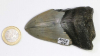 Mgalodon Dent No. 108