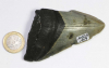 Megalodon Tooth No. 109