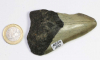 Megalodon Zahn Nr. 110