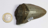 Megalodon Zahn Nr. 111