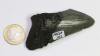 Megalodon Tooth No. 112