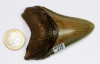 Mgalodon Dent No. 113