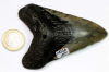 Megalodon Zahn Nr. 114