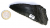Megalodon Zahn Nr. 122