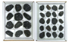 Kiste Tektite (12/20 Stck)