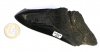 Megalodon Zahn Nr. 123