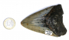 Megalodon Zahn Nr. 116