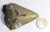 Megalodon Tooth No. 130