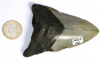 Megalodon Tooth No. 126