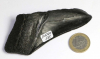 Megalodon Zahn Nr. 135