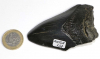 Megalodon Tooth No. 137