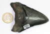 Megalodon Zahn Nr. 141
