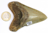 Megalodon Tooth No. 142